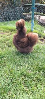 Choco USA zijdehoender hennetje, Dieren en Toebehoren, Pluimvee, Vrouwelijk, Kip