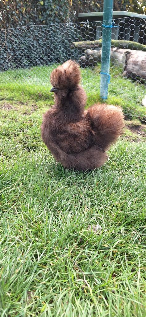 Choco USA zijdehoender hennetje, Dieren en Toebehoren, Pluimvee, Kip, Vrouwelijk