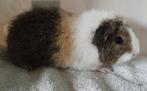 Rex beertje lemonagouti crème wit, Dieren en Toebehoren, Mannelijk, Cavia, Tam