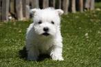 West Highland white terriër pups (westie, westy), Dieren en Toebehoren, België, Overige rassen, CDV (hondenziekte), 8 tot 15 weken