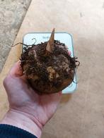 Voodoolelie sauromatum venosum, Enlèvement