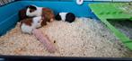 Jonge Cavia's, Dieren en Toebehoren, Knaagdieren, Meerdere dieren, Cavia