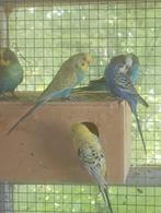 Jonge Grasparkieten, Dieren en Toebehoren, Vogels | Parkieten en Papegaaien