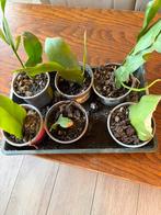 Plantes rares, Enlèvement