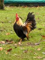 chabo kippen, Dieren en Toebehoren, Pluimvee, Meerdere dieren, Kip