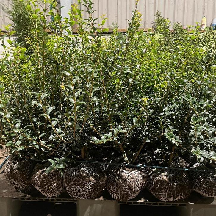 Osmanthus Burkwoodii aan stuntprijzen!, Tuin en Terras, Planten | Struiken en Hagen, Taxus, Ophalen