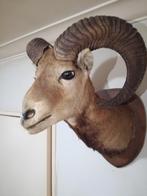 Taxidermie opgezette moeflon,ram, Zo goed als nieuw, Ophalen