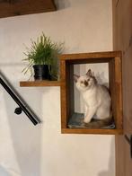 Kitten poesje britse korthaar, Dieren en Toebehoren, Katten en Kittens | Raskatten | Korthaar, Poes, Gechipt, 0 tot 2 jaar