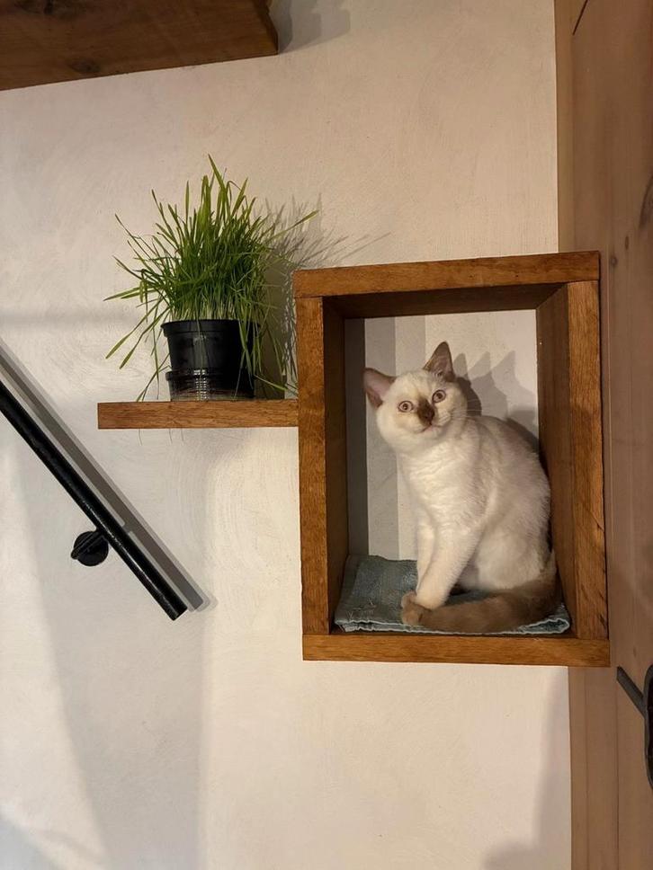 Kitten poesje britse korthaar, Dieren en Toebehoren, Katten en Kittens | Raskatten | Korthaar, Poes, 0 tot 2 jaar, Gechipt, Ontwormd