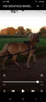 Haflinger, Dieren en Toebehoren, Pony's, Ruin