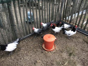Lakenvelder kippen en Zilverbrakel, Femelle, Poule ou poulet