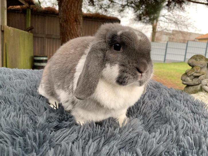 Nederlands hangoordwerg isabella bonte voedster, Dieren en Toebehoren, Konijnen, Dwerg, Vrouwelijk, Hangoor