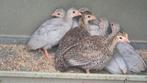 5 parelhoenkuikens: wildkleur en lavendel / gratis transport, Dieren en Toebehoren, Pluimvee, Meerdere dieren, Overige soorten