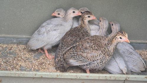 5 parelhoenkuikens: wildkleur en lavendel / gratis transport, Dieren en Toebehoren, Pluimvee, Overige soorten, Meerdere dieren