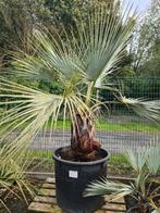 Brahea Armata - Mexicaanse Waaierpalm, Tuin en Terras, Planten | Tuinplanten, Ophalen