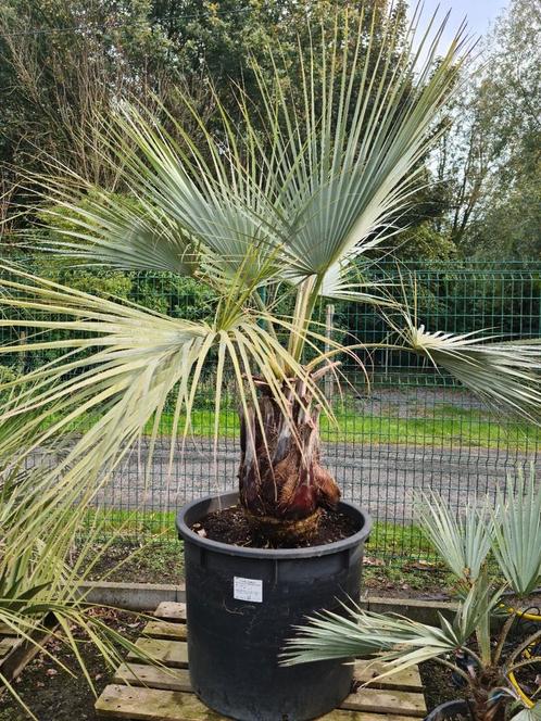 Brahea Armata - Mexicaanse Waaierpalm, Jardin & Terrasse, Plantes | Jardin, Enlèvement