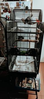 Kooien voor papegaai, Dieren en Toebehoren, Ophalen