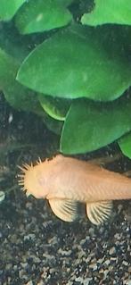 2 albino ansistrussen  (mannelijke), Vis, Zoetwatervis