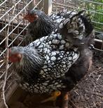 4 wyandotte zwart zilver gezoomd, Dieren en Toebehoren, Pluimvee