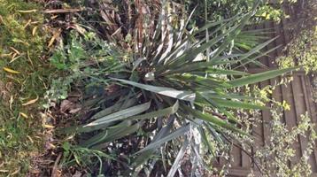 Yucca Filamentosa 4 stuks beschikbaar voor biedingen