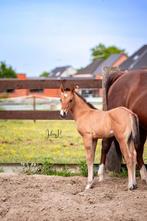2025 hengst quarter, Dieren en Toebehoren, Paarden, Minder dan 160 cm, 0 tot 2 jaar, Hengst, Westernpaard