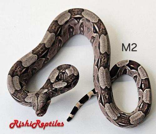 Zuivere North brazilian red tail boa constrictor constrictor, Dieren en Toebehoren, Reptielen en Amfibieën