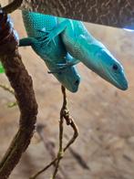 Koppel gastropholis prasina blauw, Dieren en Toebehoren, Reptielen en Amfibieën, Amfibie