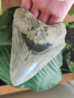 Megalodon tand - 13,7 cm, Fossile, Enlèvement ou Envoi