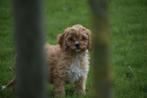 Boomer,doodle pups cocapoo,cavapoo,maltipoo,goldendoodle, Dieren en Toebehoren, Honden | Niet-rashonden, CDV (hondenziekte), Meerdere