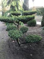 Te koop taxus bonsai snoeivorm, Tuin en Terras, Ophalen, Vaste plant, Overige soorten, Halfschaduw