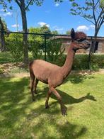 Donkerbruine alpaca merrie – Billie June, Vrouwelijk