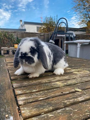 Voedster 1.5 jaar beschikbaar voor biedingen