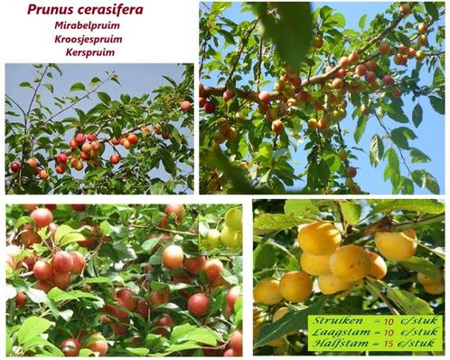 SUPERPROMO!!! Forse MIRABEL-PRUIMENBOMEN! LAAGSTAM 10€/Stuk!, Tuin en Terras, Planten | Fruitbomen, Pruimenboom, 100 tot 250 cm
