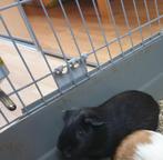 cavia man zwart gladhaar, Dieren en Toebehoren, Knaagdieren, Augustus, Cavia