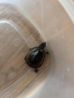 3 x muskusschildpadden, Dieren en Toebehoren, Reptielen en Amfibieën, Schildpad, Tam, 0 tot 2 jaar