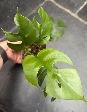 Rhahipdophora Tetrasperma beschikbaar voor biedingen
