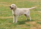 labrador teef met stamboom, Dieren en Toebehoren, 1 tot 2 jaar, Teef, Labrador retriever, Rabiës