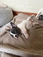 Mooie Franse Bulldog pups, Dieren en Toebehoren, Parvo, België, 8 tot 15 weken, Bulldog
