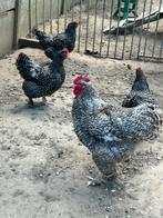 Mechelse koekoek broedeieren, Dieren en Toebehoren, Pluimvee