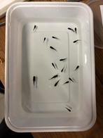 17 baby black molly’s MOET WEG!!!, Vis, Zoetwatervis