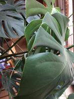 Monstera deliciosa, Huis en Inrichting, Kamerplanten, Ophalen, Ficus, Halfschaduw, In pot