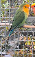 Kweekkoppel agapornis roseicollis dwergpapegaai, Dieren en Toebehoren, Vogels | Parkieten en Papegaaien