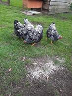 Trio wyandotte groothoender, Plusieurs animaux, Poule ou poulet