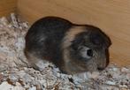 2 jonge mannelijke cavia's te koop, Dieren en Toebehoren, Knaagdieren, Cavia, Mannelijk, Tam, September