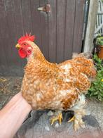 Mooie cochin haan, Dieren en Toebehoren, Pluimvee