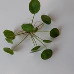 Pannenkoekenplant - Pilea peperomioides, Enlèvement