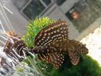 Zeilvin pleco, Overige typen, Zoetwatervis