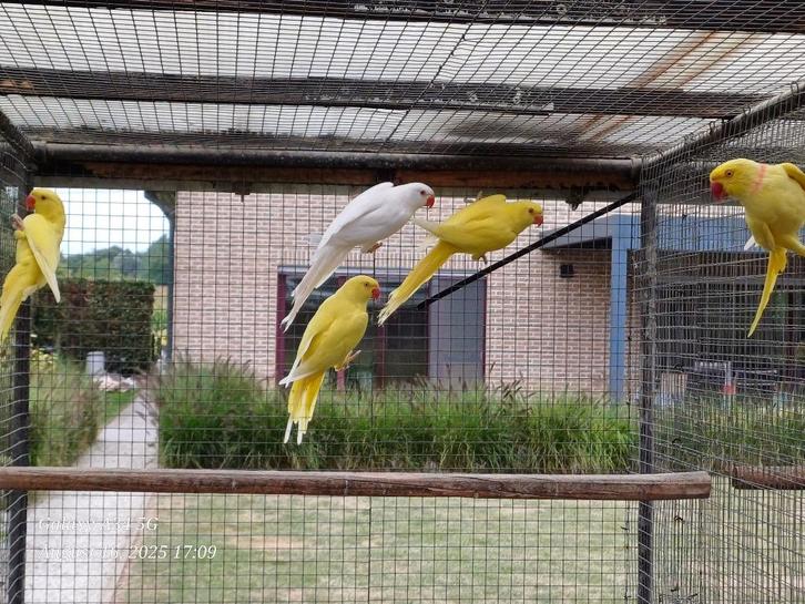 halsband parkieten 2025 lutino,albino,crèmeino (met dna), Dieren en Toebehoren, Vogels | Parkieten en Papegaaien, Parkiet