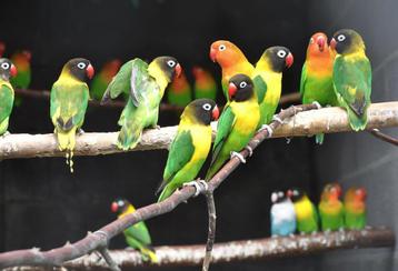 Inseparable a vendre je peut donne leirs voliere gratuit beschikbaar voor biedingen