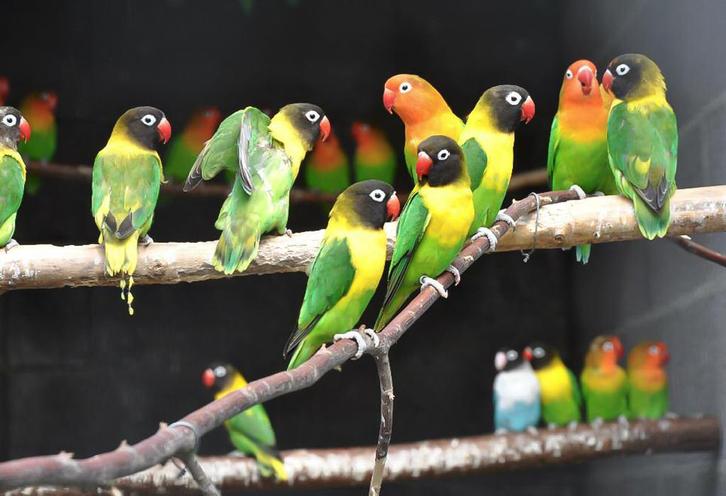 Inseparable a vendre je peut donne leirs voliere gratuit, Dieren en Toebehoren, Vogels | Parkieten en Papegaaien